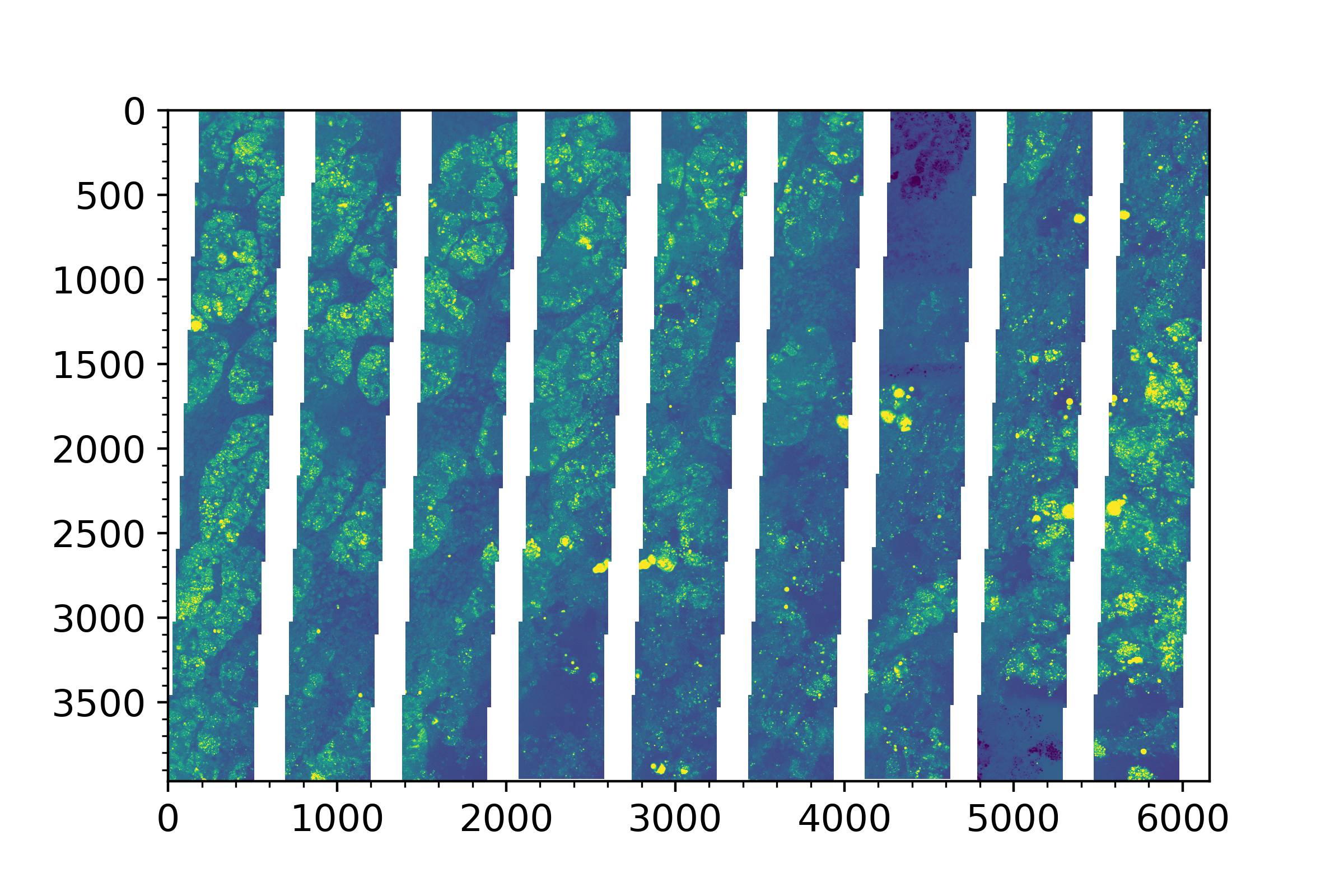 Intermediate state of a 9 × 9 CARS liver mosaic after Pass 1: every per-tile pair within each column has been correlated and aligned, producing nine column-images side by side. The ragged top and bottom of each column reveal the per-tile dynamic offsets accumulated during vertical stitching, and the white gaps between columns are the across-column shifts that Pass 2 will close