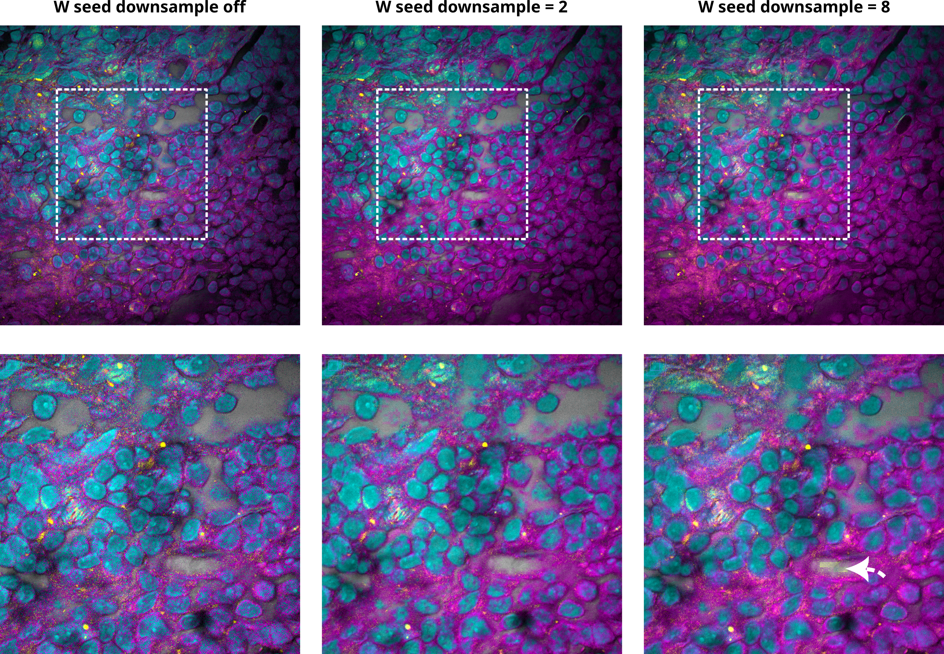The W-seed downsample setting and its effect on the spatial seed: moderate downsampling smooths per-pixel noise, while too high a factor produces blocky artifacts in the NNLS abundance seed
