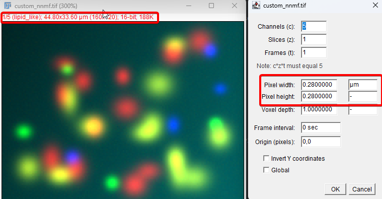 Opening the exported TIFF in Fiji/ImageJ: the composite view shows matching component colors and labels, and the pixel size can be checked in Image > Properties...